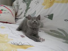 -喵zoo家庭繁育猫舍(尖东智能花园店)
