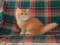 -欣宠猫屋·矮脚拿破仑·蓝金金渐层