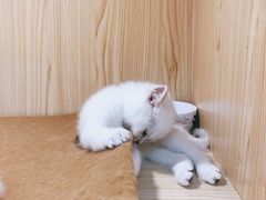 -屋虎猫馆(宝安大仟里店)