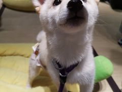 -逗柴咖啡屋·狗咖猫咖宠物桌游