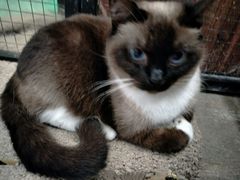 -猫咪博物馆(顶澳仔猫街店)