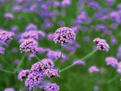 -世纪公园-世纪春沁园