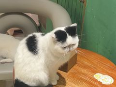 -藏猫猫咖啡主题馆(中央大道店)