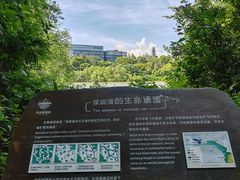 -华侨城湿地公园