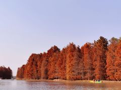 -上海海湾国家森林公园