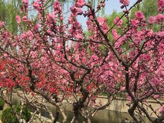 -元大都城垣遗址公园