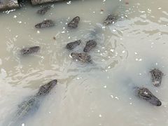 -中国扬子鳄村
