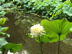 -陈家山荷花公园