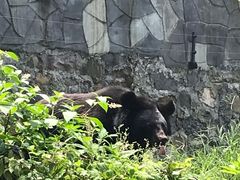 -都江堰中华大熊猫苑