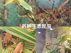 -上海大自然野生昆虫馆(东方明珠·爬宠昆虫探索中心)