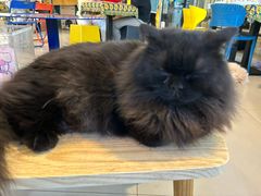-平行世界·猫咖(首经贸店)