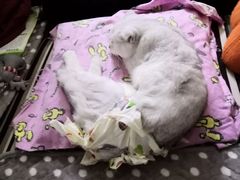 -米苏动物医院·犬猫专科·骨科外科内窥镜