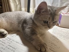 -中农国际动物医院24小时·猫科·骨科·急重症中心