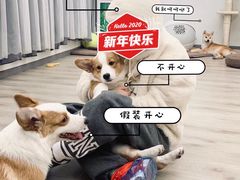 -浣熊柯尔鸭土拨鼠·电玩咖