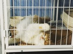 -喵的天空名猫咖啡馆·撸猫·猫舍·用品