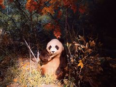 -成都大熊猫繁育研究基地