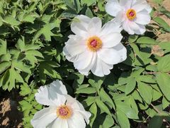 -金鸡湖桃花岛