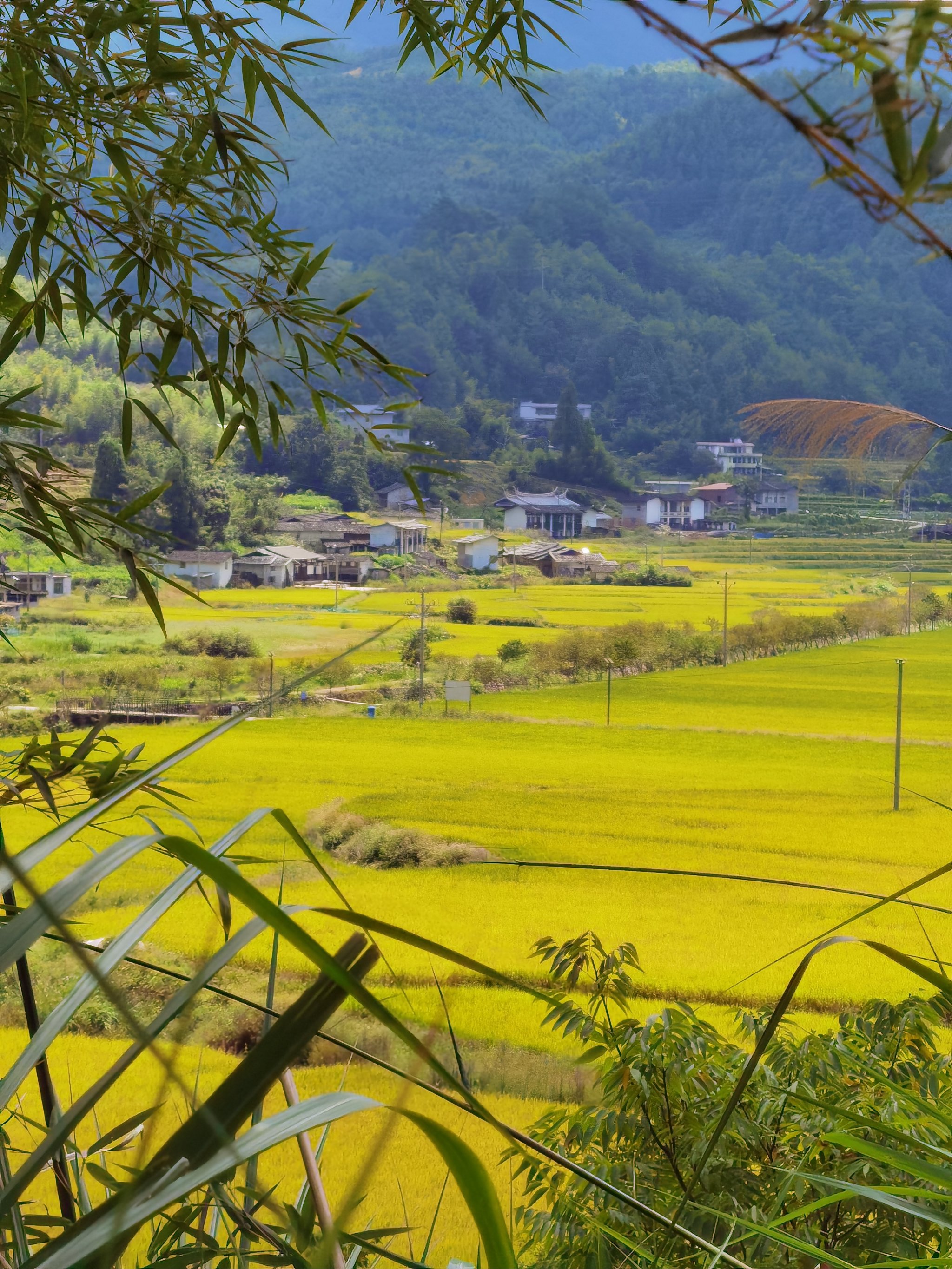 德化农村的金色稻田