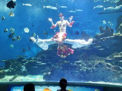 -海合安武汉极地海洋公园