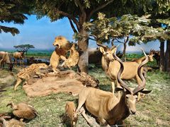 -国家自然博物馆