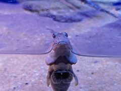 -上海海洋水族馆