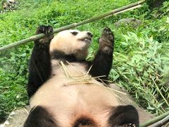 -都江堰中华大熊猫苑