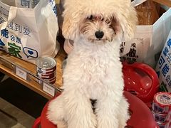 -PETKIT小佩宠物·低压洗护(国顺东路店)