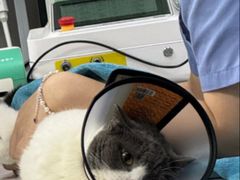 -东莞宠友24H宠物中心医院·转诊夜诊·异宠(新河北路院)