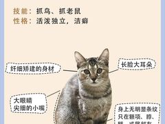 -翊宠yipet猫狗购宠庄园犬舍•猫舍