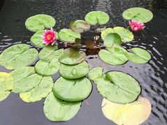 iphone_upload_pic-同里湖度假村(二期店)