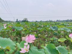 -陶辛水韵