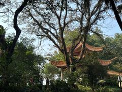 -深圳仙湖植物园