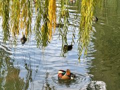 -仿膳饭庄·宫廷风味(百年传承店)