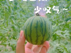 -西瓜小镇