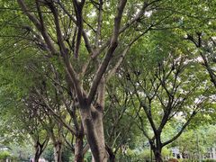 -东风公园