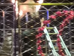 -俄罗斯国家大马戏团