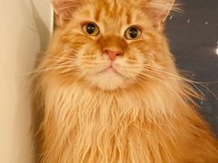 -猫腻·猫咖·撸猫馆(星光大道店)
