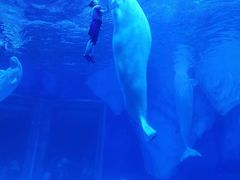 -上海海昌海洋公园-冰山北极馆