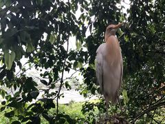 -吉隆坡雀鸟公园