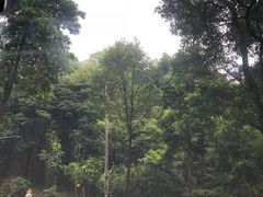 -广州市帽峰山景区