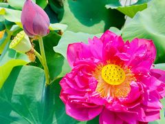 -广州莲花山旅游区