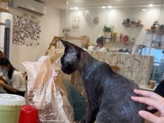 -楼上猫咖(罗湖店)
