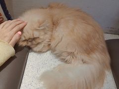 -飞行喵MR PILOT|猫舍·猫咖(静安大融城店)
