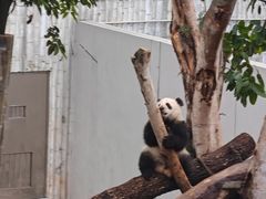 -成都大熊猫繁育研究基地