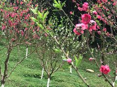 -桃花涧