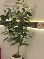 -禾丽康美医疗美容医院