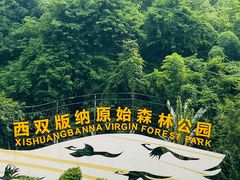 -西双版纳原始森林公园