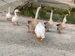 -北京鹿世界主题园