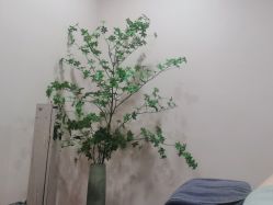 -上海首尔丽格医疗美容医院