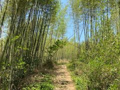 -莫干山风景区